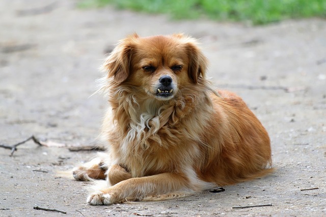 fenbendazole for tapeworms in dogs