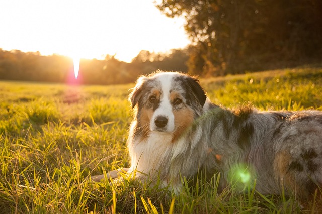 how do you calculate fenbendazole giardia dog dose by weight? fenbendazole dosage for giardia in dogs