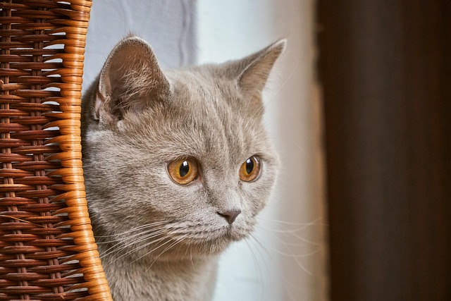 fenbendazole dosage: how much to give a cat giardia fenbendazole dosage for cats giardia