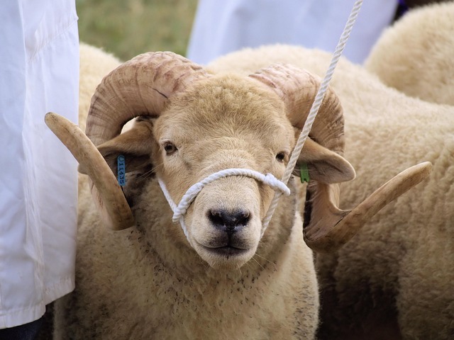 fenbendazole veterinary use