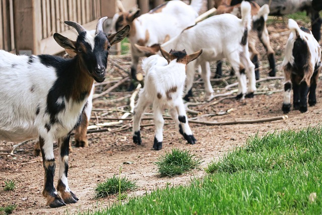 fenbendazole dewormer tractor supply