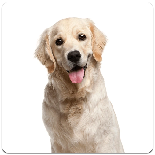 dogs-puppies.webp