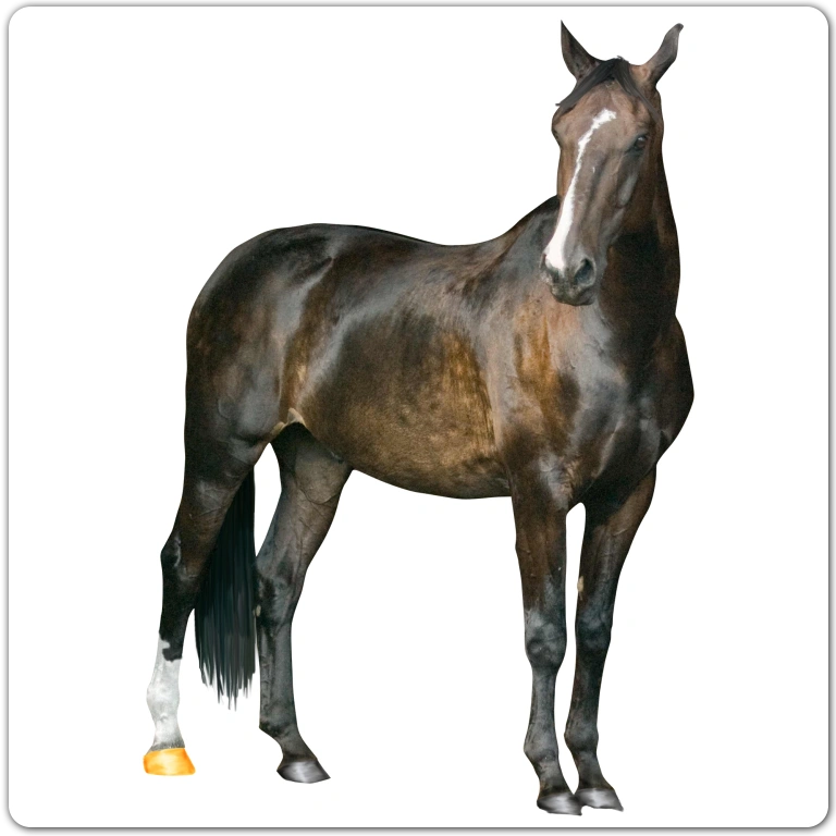 arabian-horse-03-768x768-1.webp