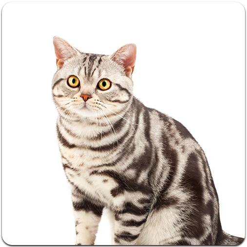 cats-kittens.webp