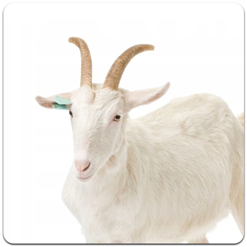goats.webp